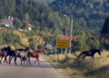 Lepota juga Srbije: Divlji i slobodni