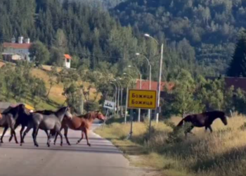 Lepota juga Srbije: Divlji i slobodni