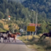 Lepota juga Srbije: Divlji i slobodni