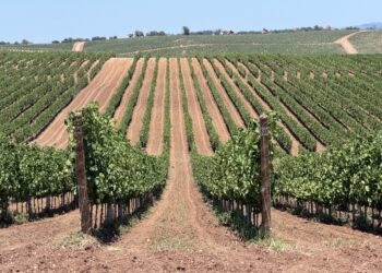 Cvetanović i Bošnjak obišli plantaže vinove loze i leske u Donjem Stopanju