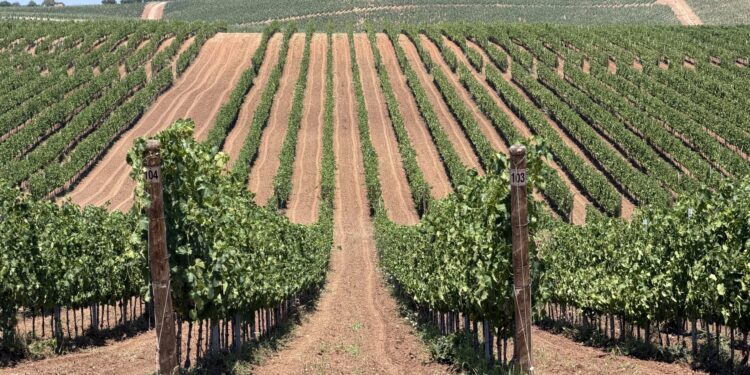 Cvetanović i Bošnjak obišli plantaže vinove loze i leske u Donjem Stopanju