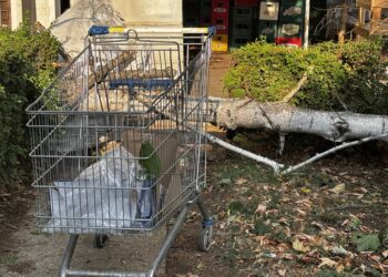 Breza pala na radnicu „Zlatnog traga“ usred oluje u Leskovcu: „Mogla je glavu da joj slomi“