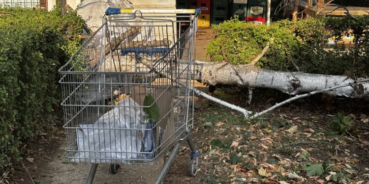 Breza pala na radnicu „Zlatnog traga“ usred oluje u Leskovcu: „Mogla je glavu da joj slomi“
