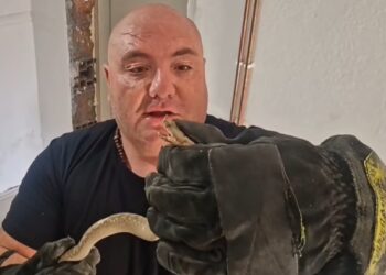 Čuveni zmijolovac Vladica Stanković iz zida kuće u Vranju izvadio poskoka