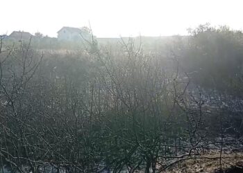 Požar u naselju Slavka Zlatanovića ugašen posle šest sati: Izgoreli voćnjaci, vatra stigla na desetak metara od kuća – VIDEO