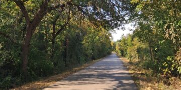 „Samo što se ne sruše“: Meštani Dušanova upozoravaju na rizično drveće uz put kod Pašine česme