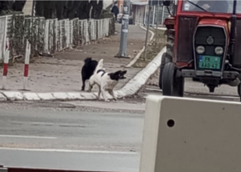 Ženu napao čopor pasa lutalica kod škole, zadobila više ujeda