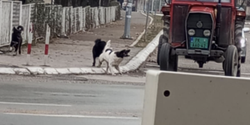 Ženu napao čopor pasa lutalica kod škole, zadobila više ujeda