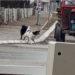 Ženu napao čopor pasa lutalica kod škole, zadobila više ujeda