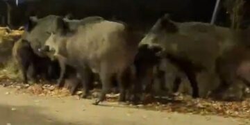 Divlje svinje sa mladuncima šetale noćas po Leskovcu, sličan prizor zabeležen i ranije – VIDEO