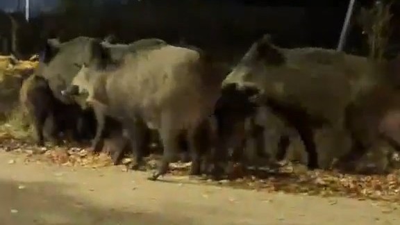 Divlje svinje sa mladuncima šetale noćas po Leskovcu, sličan prizor zabeležen i ranije – VIDEO