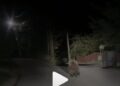 Medved protrčao kroz vranjsko naselje Sobina: Snimak izazvao i smeh i negodovanje (video)