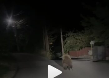Medved protrčao kroz vranjsko naselje Sobina: Snimak izazvao i smeh i negodovanje (video)