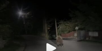 Medved protrčao kroz vranjsko naselje Sobina: Snimak izazvao i smeh i negodovanje (video)