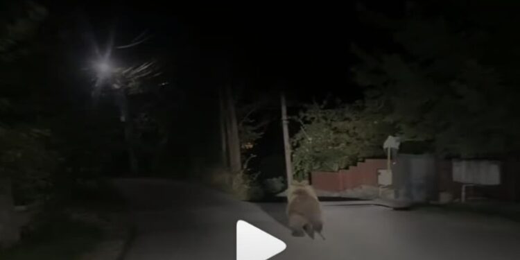 Medved protrčao kroz vranjsko naselje Sobina: Snimak izazvao i smeh i negodovanje (video)